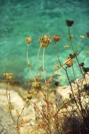Cow Parsley on Sea